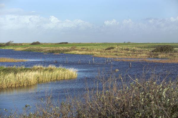 Naturkvalitetsplanen vil opstille målsætninger for § 3 beskyttede naturområder som f.eks. Ribe Vesterå.